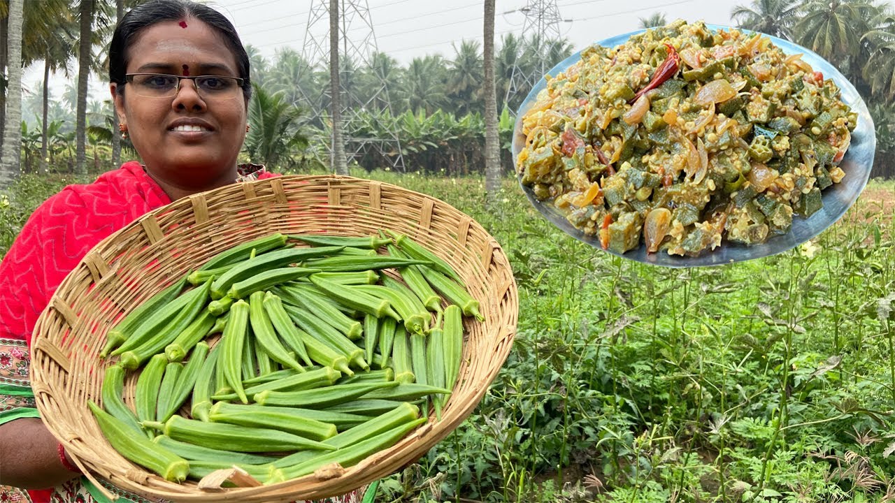 தோட்டத்தில் பறித்து சமைத்த வெண்டைக்காய் புளி பிரட்டல் / Fresh Lady Finger Recipe / Vendakaai Recipe