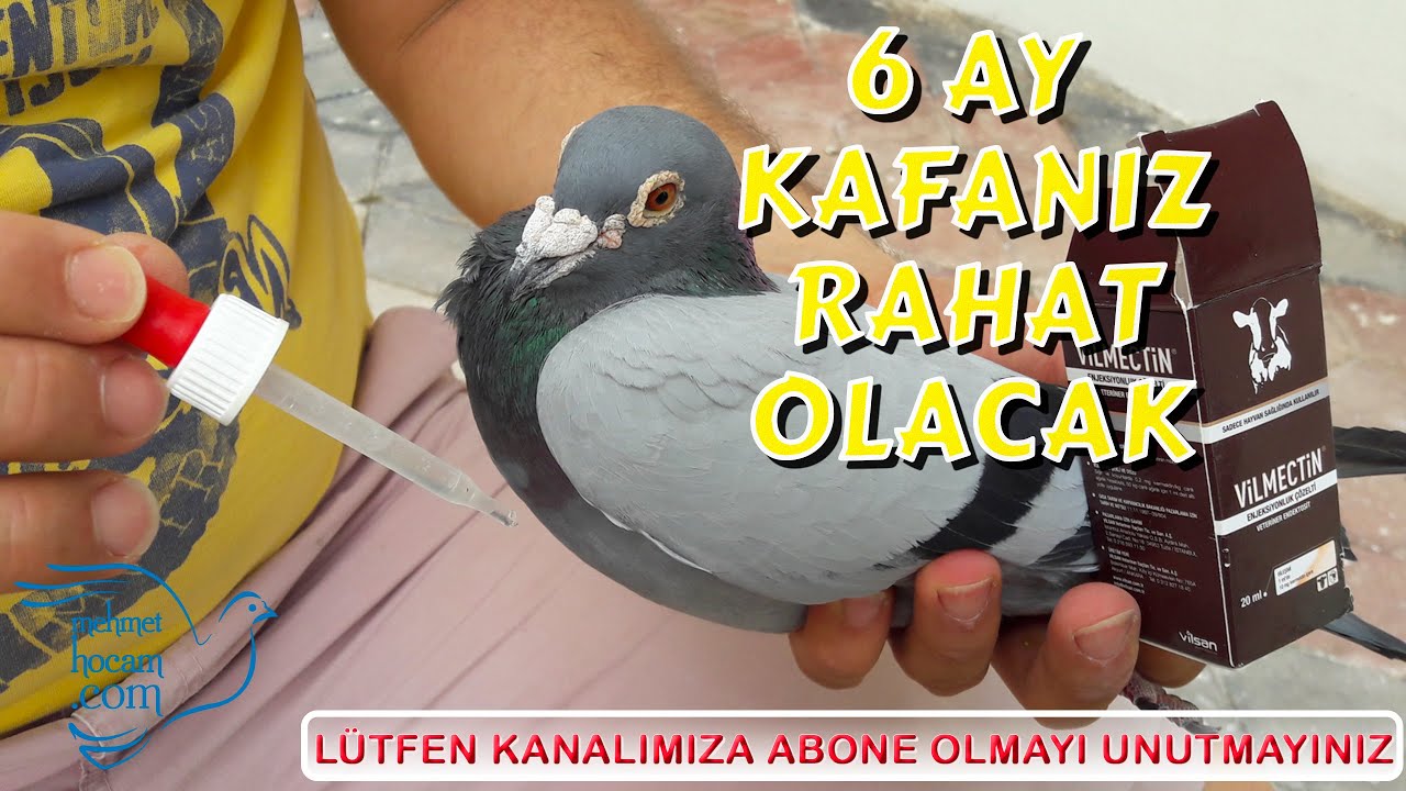 Güvercin Biti Yüzde Yüz Sonuç