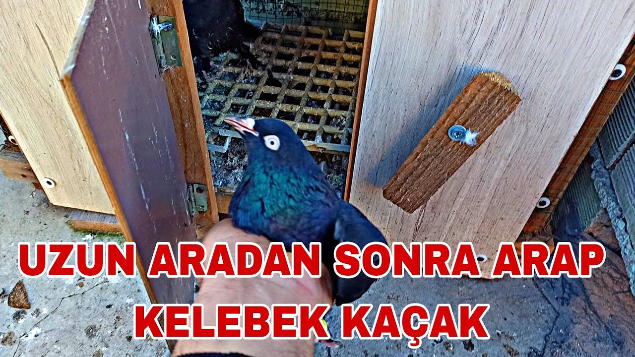 UZUN ARADAN SONRA BÖYLE KAÇAK GELDİ BULMASİ ZOR UCUMUNDAN ANLADIM KUŞU