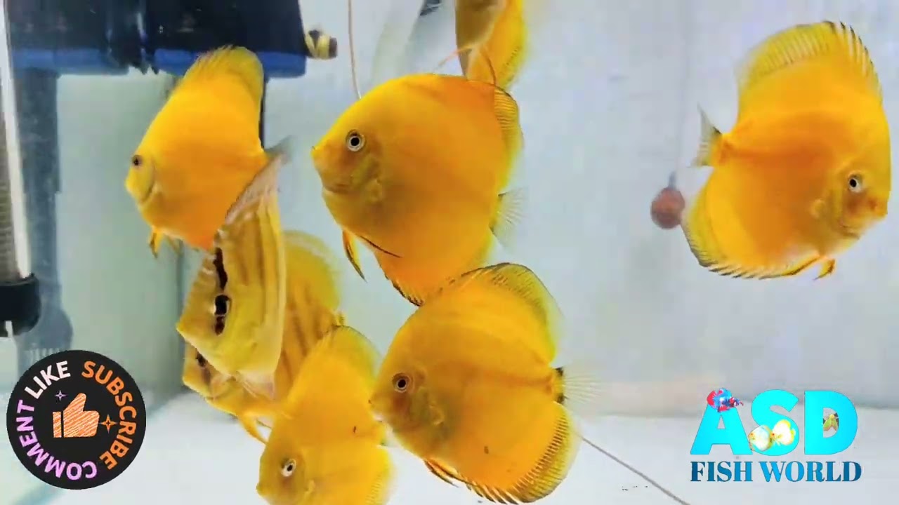 TOP QUALITY DISCUS FISH FOR SALE 