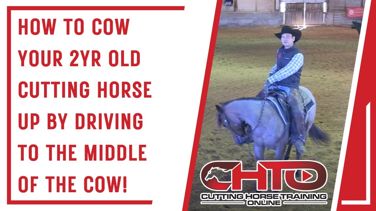 How To Cow Your 2yr Old Cutting Horse Up By Driving To The Middle Of The Cow!
