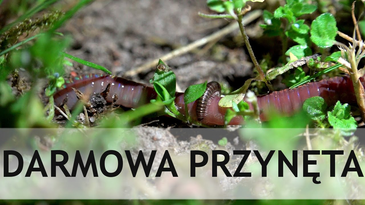 Darmowa przynęta: Rosówka | Jak zbierać rosówki | Zbieranie rosówek | Poradnik 3#