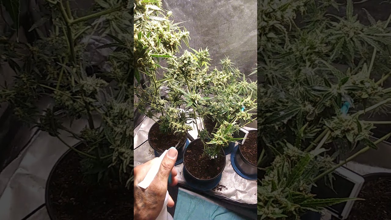 Indoor Auto Fliwer Blue Amnesia (HYBRID)