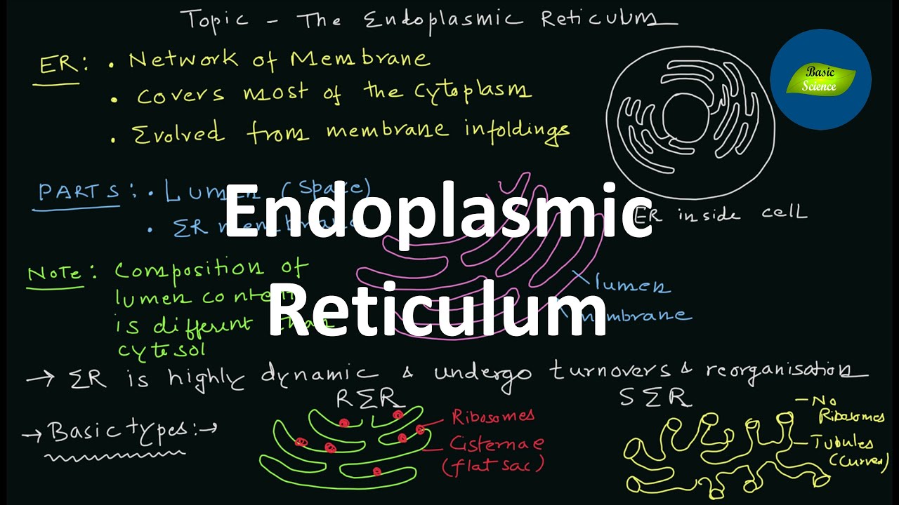 The Endoplasmic Reticulum | Structure | Types | Cell Biology | Basic Science Series