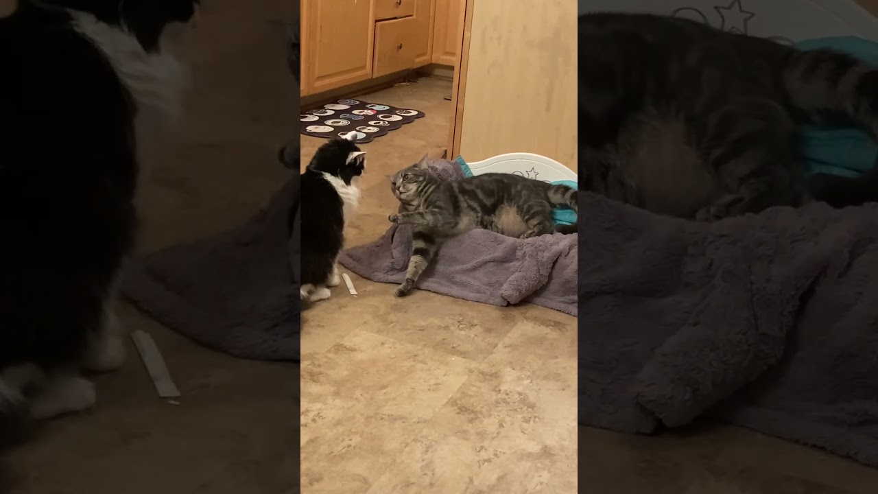My Kittens play fighting!! 🐈🐈‍⬛ 