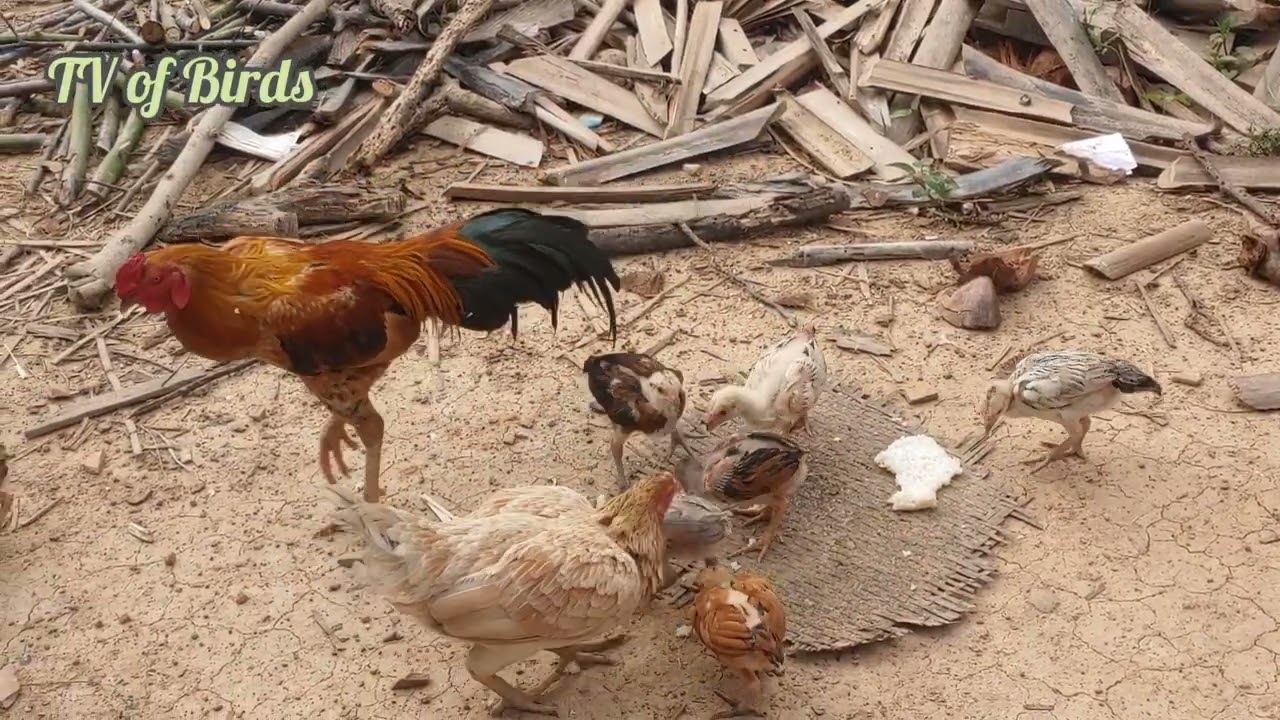 02-01-26 Chicken rooster find food TV of Birds