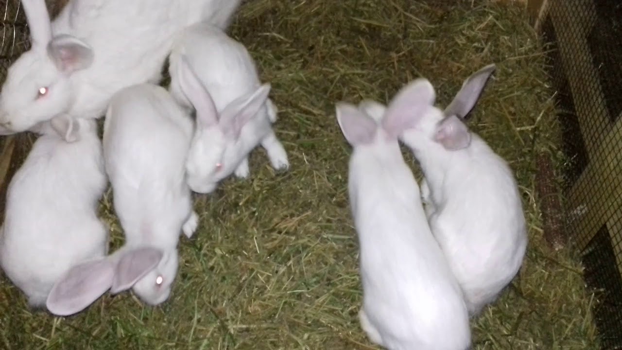 Iepurița de hycole francez ce a puit în 15. 05. 2020 a rămas cu 9 buc din 14 și are 6 kg 😊