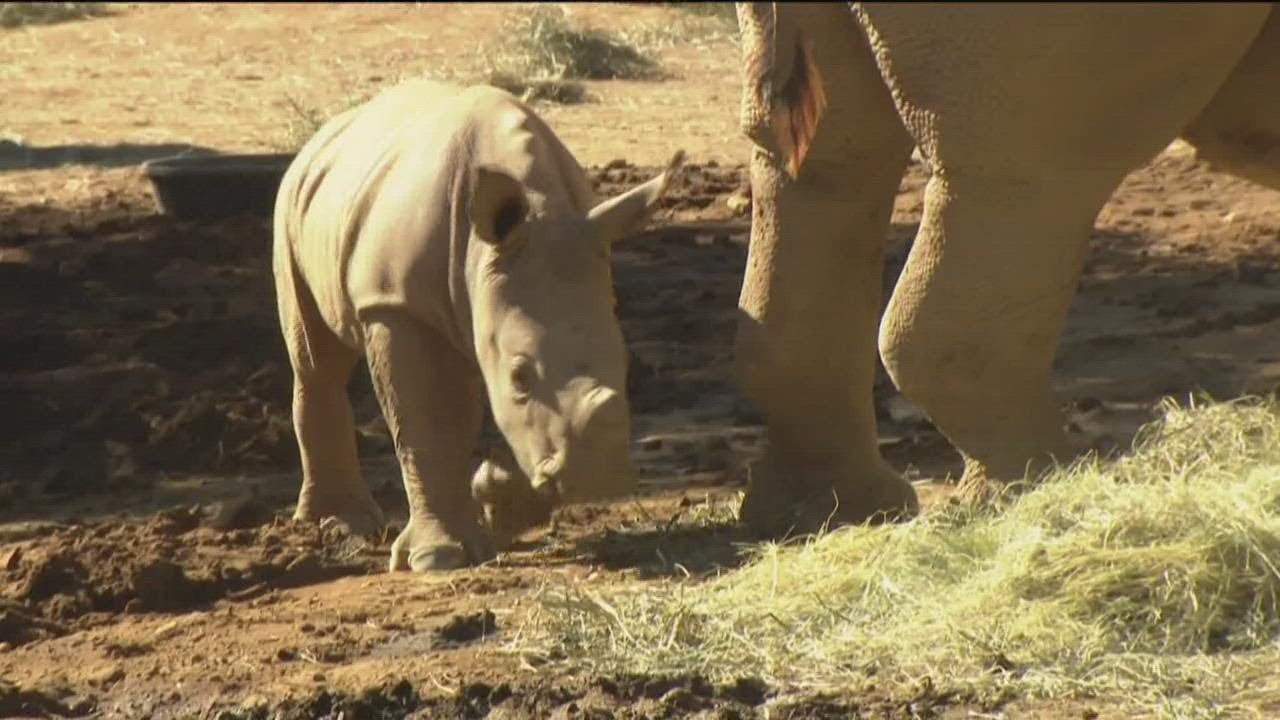 Baby rhino at San Diego Zoo Safari Park gets a name: Neville