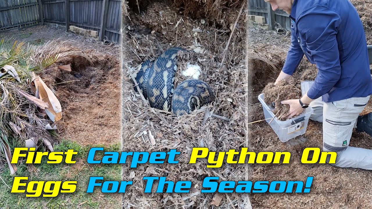 First Carpet Python On Eggs For The Season!