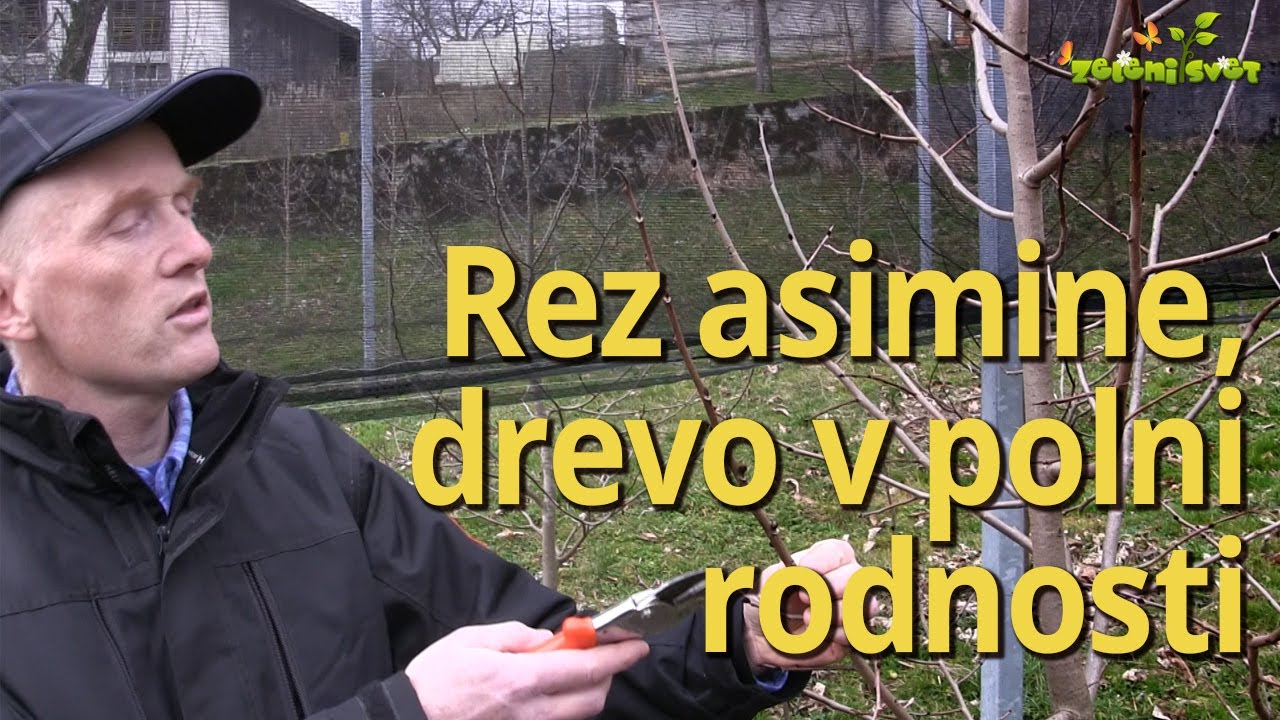 Rez asimine, drevo v rodnosti
