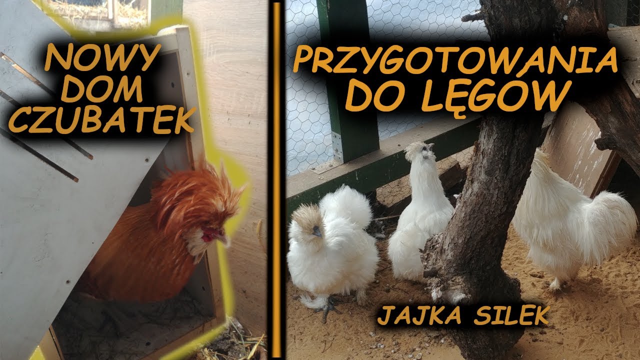 NOWY DOM DLA SILEK I CZUBATEK 😅
