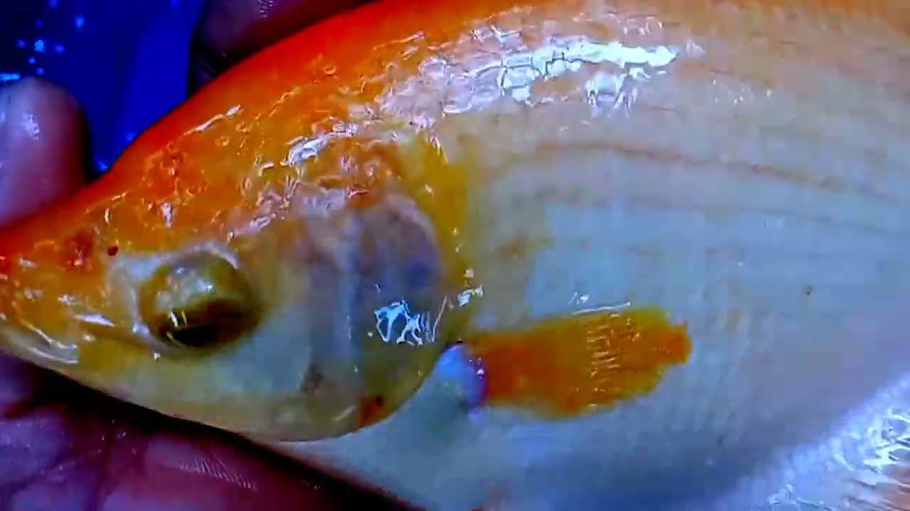 Willy and Snowy| Giant Gourami Fish|Jam Gourami |තිප්පිලි |Animals around us|Cute Pets| සුරතල් මසුන්