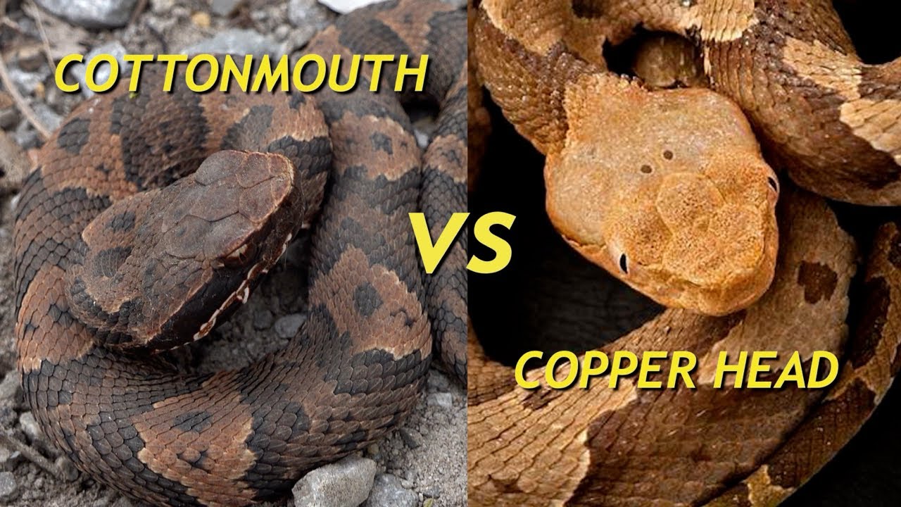 Copperhead vs Cottonmouth. (How to differentiate these snakes in detail)