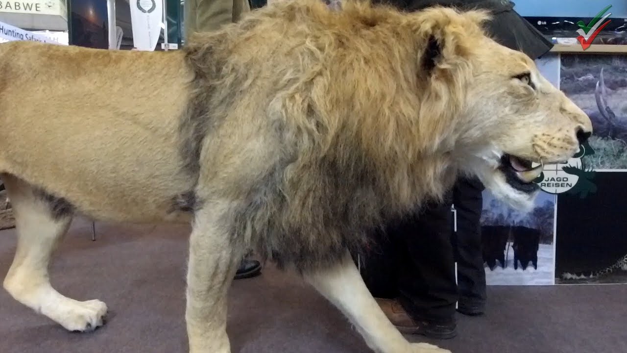 JAGD & HUND 2019 Jagdmesse in Dortmund - Tierpräparation - Tiere aus heimischen und fernen Ländern