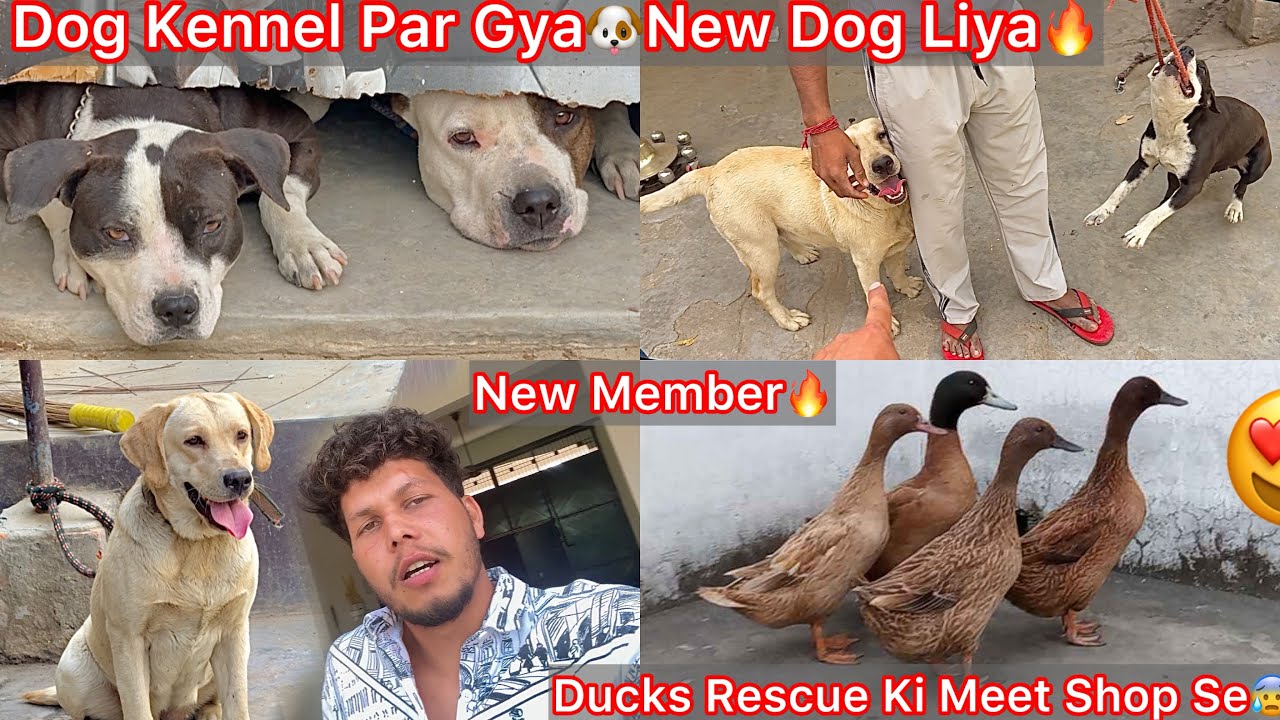 Dog Kennel Par Gya🔥New Dog Lena K Liya🐶New Dog Ko Dekh Sb Gussa Hogye😡Ducks Rescue Kr Farm Par Laye😰