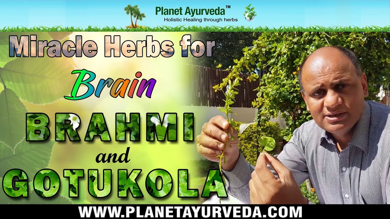 Brahmi and Gotukola - Miracle herbs for Brain