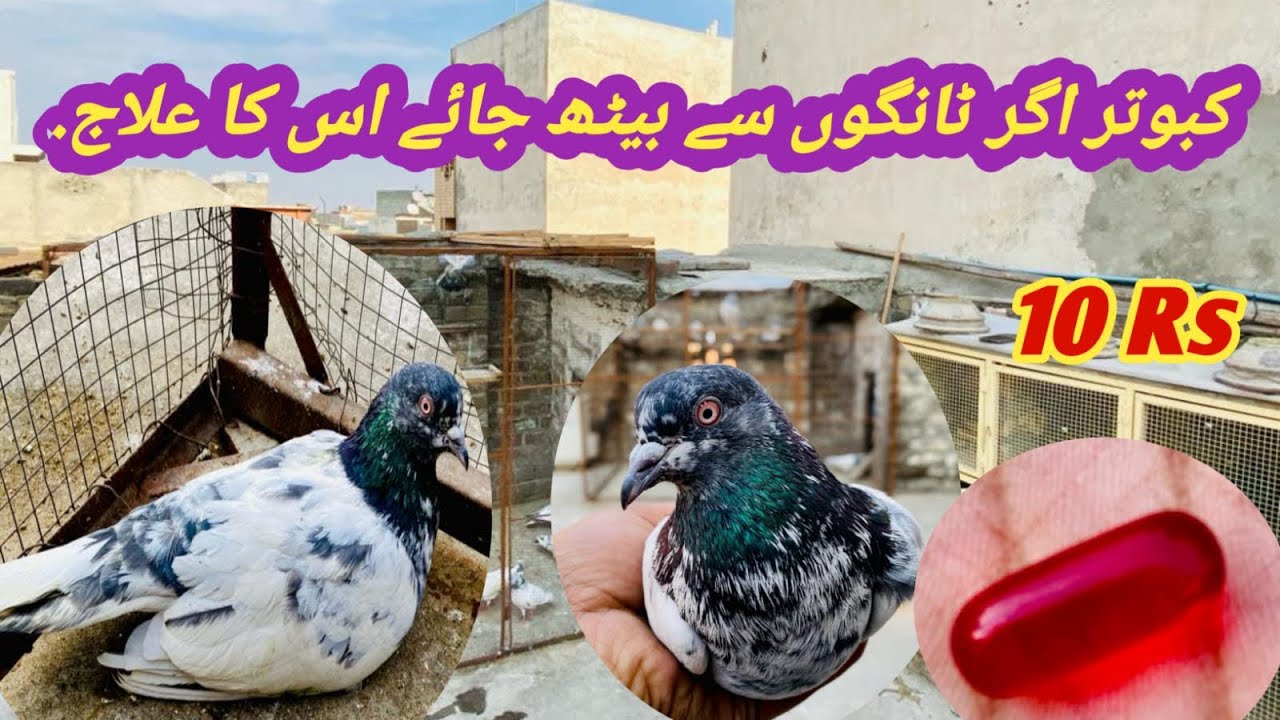 paralysed Pigeon Treatment || Kabootar Tango sa Bath Jay us Ka Ilaj . @pindipigeonclub.