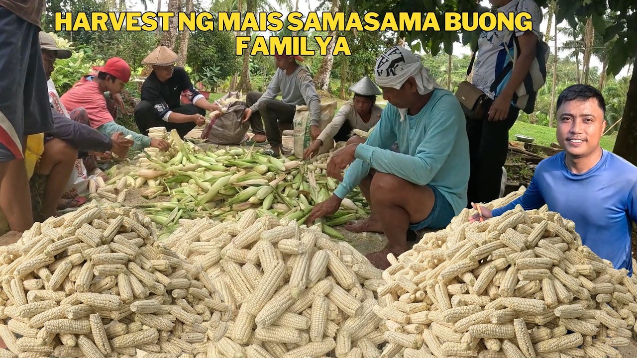 TULONG TULONG BUONG FAMILYA PAGHARVEST NG MAIS @bomboyvlogs3518