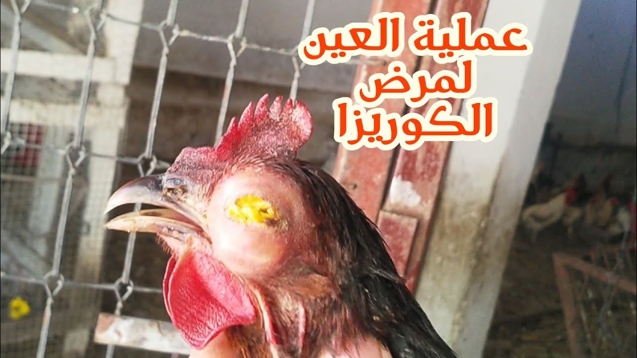 تعلم كيف تؤدي عملية العين لمرض الكوريزا (الجزء الاول)