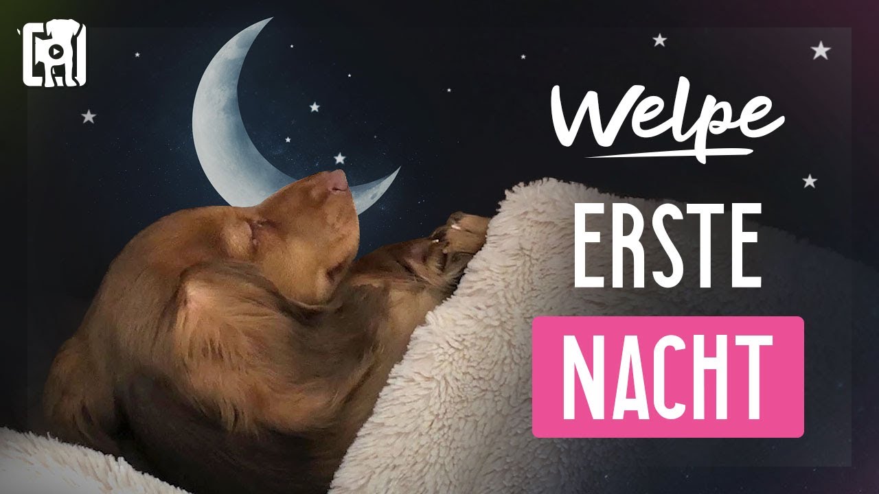 Die ersten Nächte mit dem Welpen: Schlafplatz & typische Unterbrechungen in der Nacht