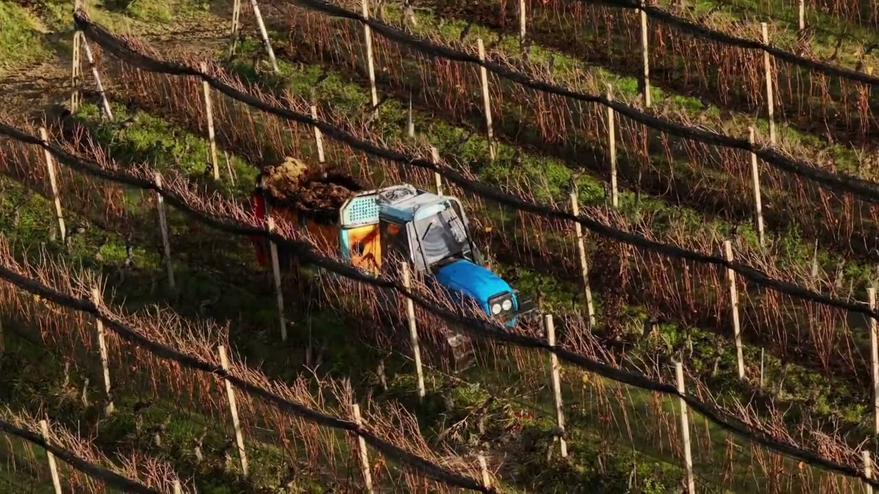 Agricola Marrone - concimazione nei filari di Bussia