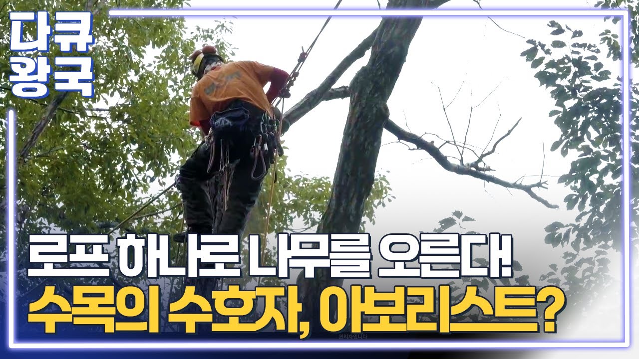 매년 6조원 목재를 수입하는 한국, 아보리스트가 필요한 이유 [RE틀 포레스트4_ 원주MBC]