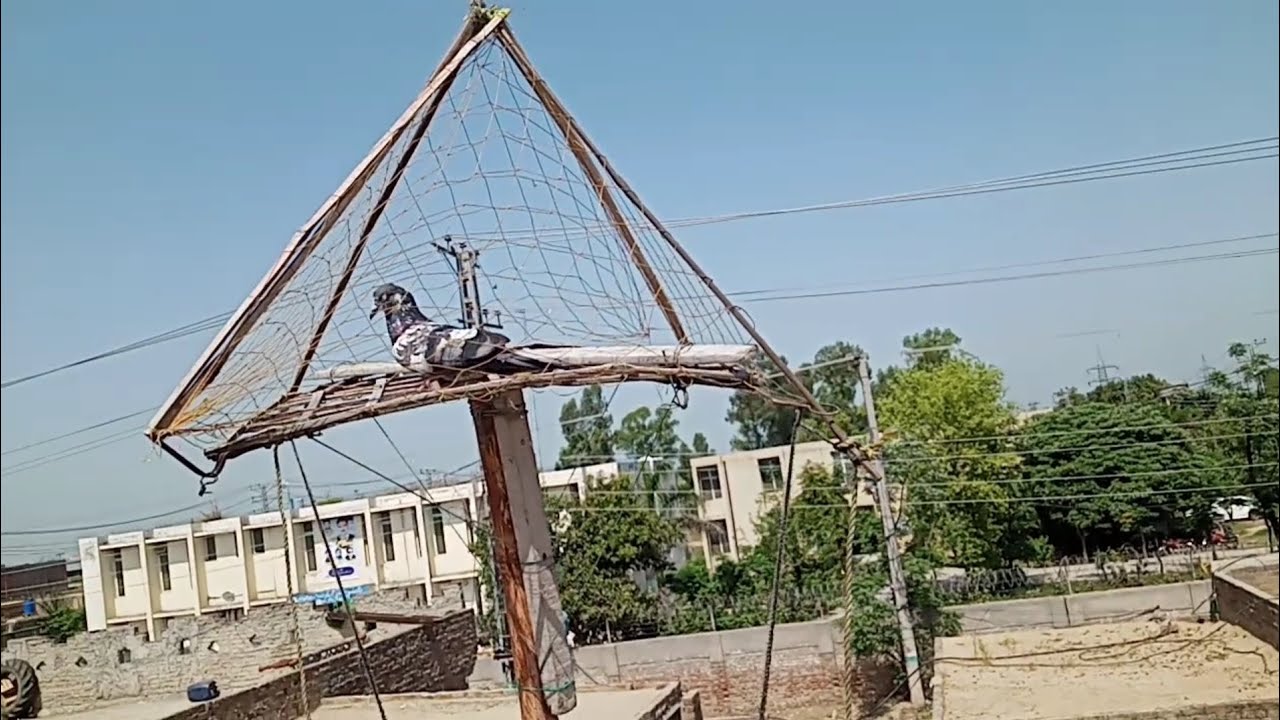 Kabooter Pakrne Wali Chatri Bnane Ka Treeka || Chatri Se Kabooter Pakrne Ka Treeka || Pigeons Club
