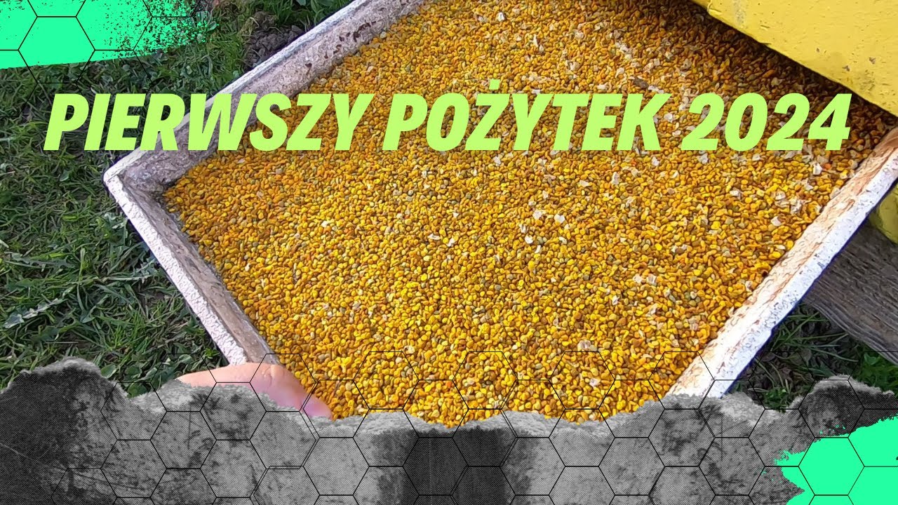 PIERWSZY POŻYTEK I PIERWSZY PYŁEK - Jadę na Rzepak  #pszczoły