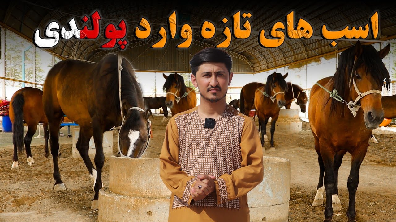 پهلوان عبدالغفور کی بود؟ اسب های تازه وارد پولندی/ در گزارش نورالامین امینی ولایت کندز