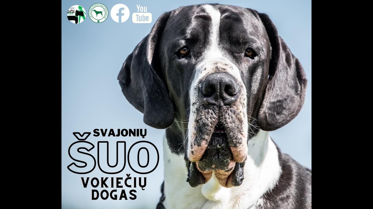 Svajonių &scaron;uo: vokiečių dogas
