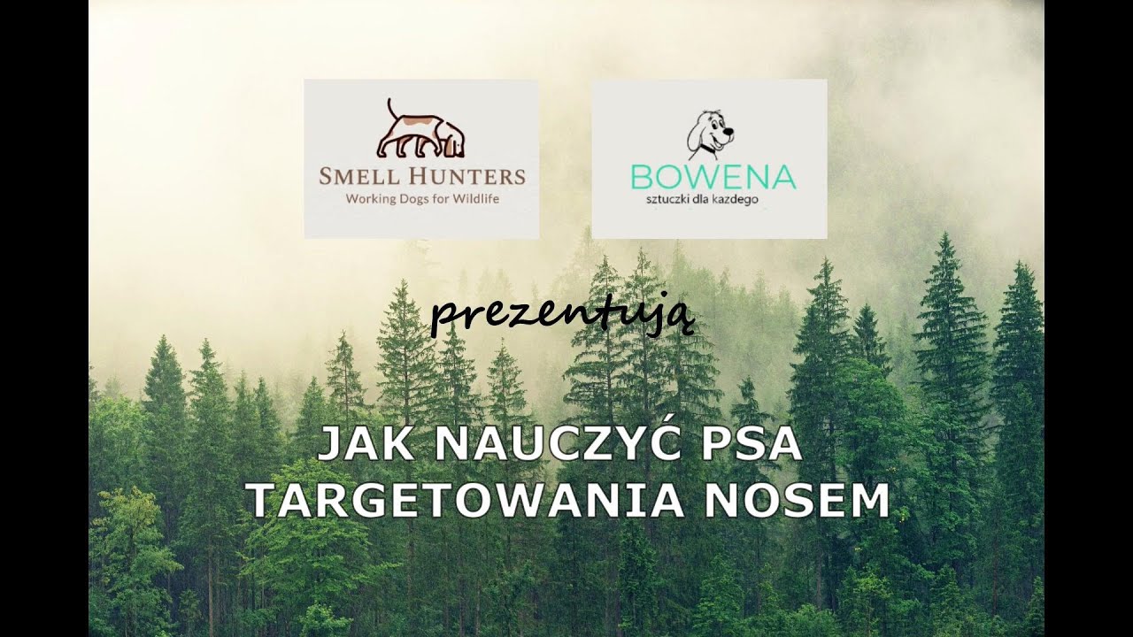 JAK NAUCZYĆ PSA TARGETOWANIA NOSEM