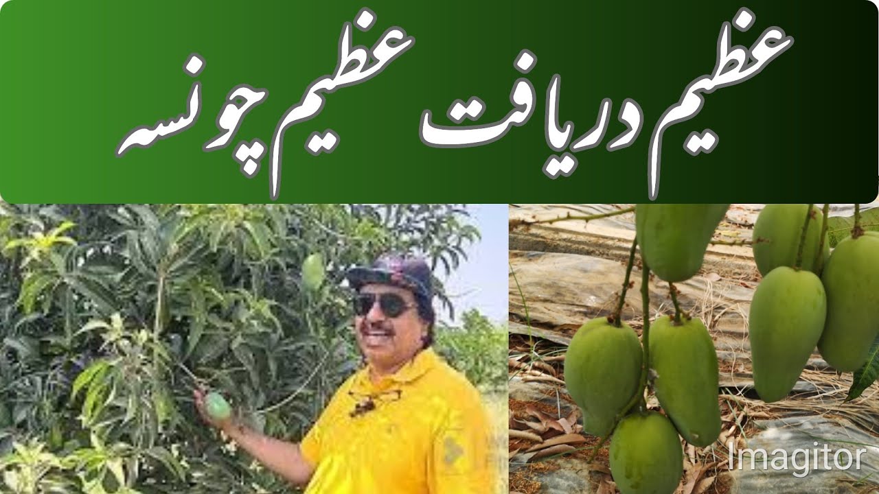 Azeem Chaunsa &ndash; The Pride of Pakistan&rsquo;s Mangoes | Asif Hayat Tipu