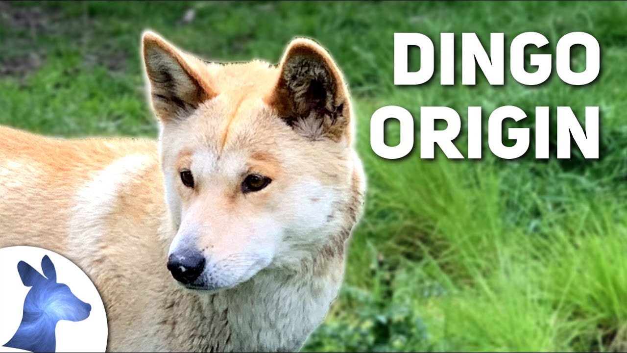 Origin of the Dingo: Australia's Ancient Canine