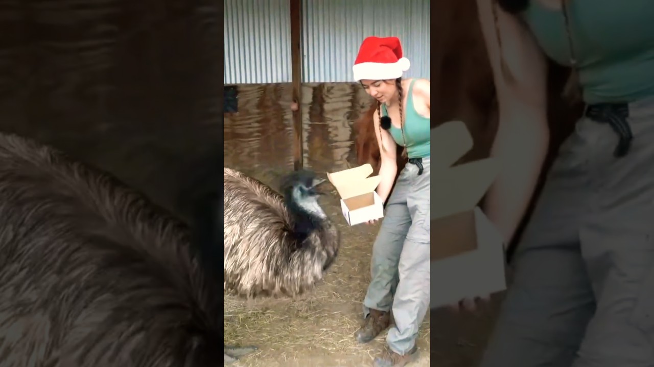 stompy's christmas is RUINED #alveus