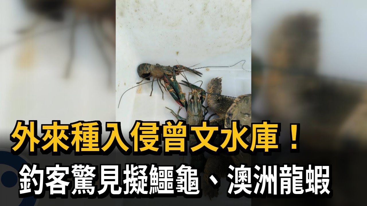 外來種入侵曾文水庫！ 釣客驚見擬鱷龜、澳洲龍蝦－民視新聞