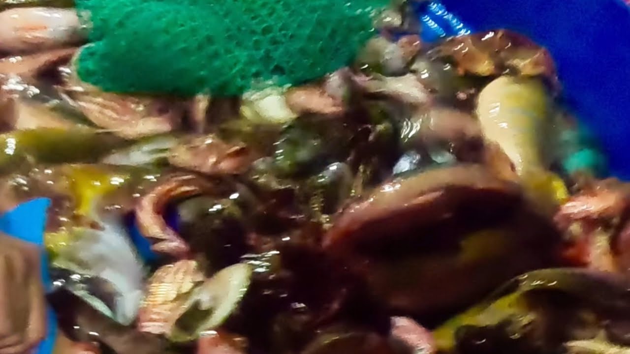Night Hunting Parrotfish – An Unexpected Catch
