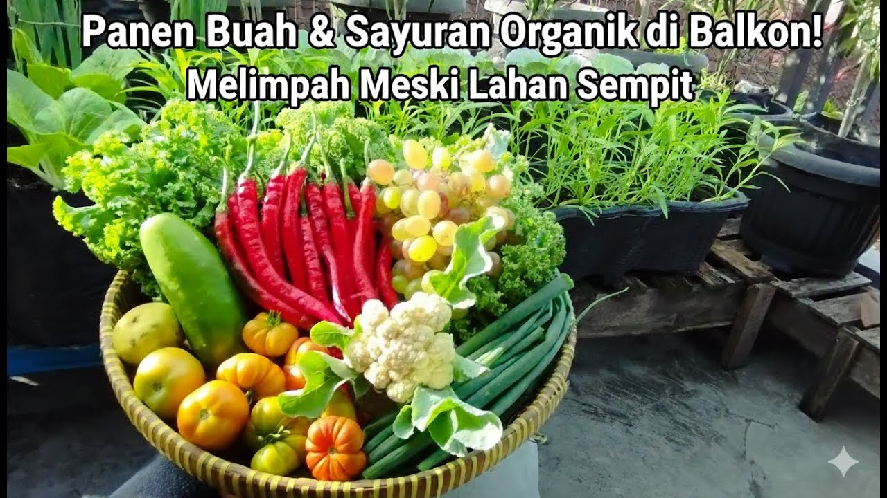 Panen Buah & Sayur Organik di Balkon! Melimpah Meski Lahan Sempit