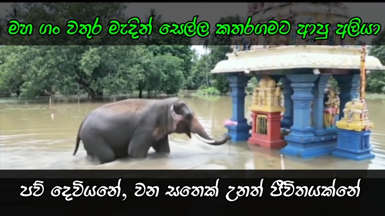 ගං වතුර අස්සේ සෙල්ල කතරගම සැරිසරන පිංවත් අලි ඇතුන් #flood #todaynews #ගංවතුර
