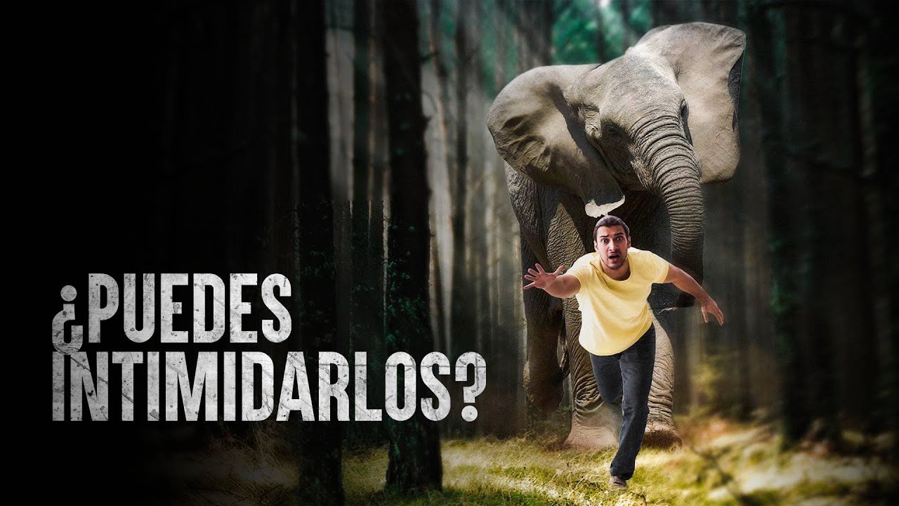 Cómo Sobrevivir el ataque de un elefante