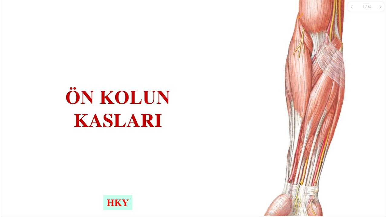 9- Önkol Kasları