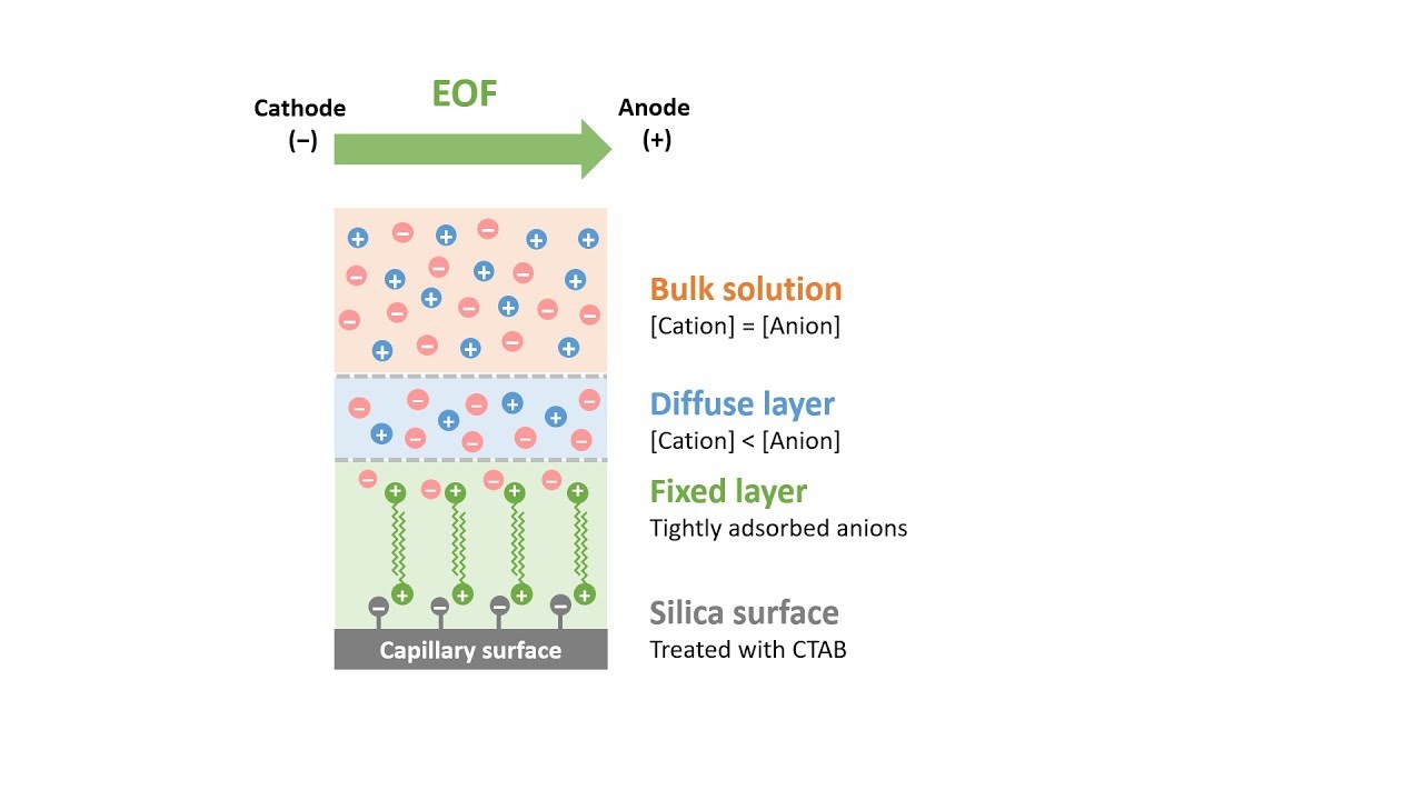 Capillary Electrophoresis (Part 6): Reversed Electroosmotic Flow