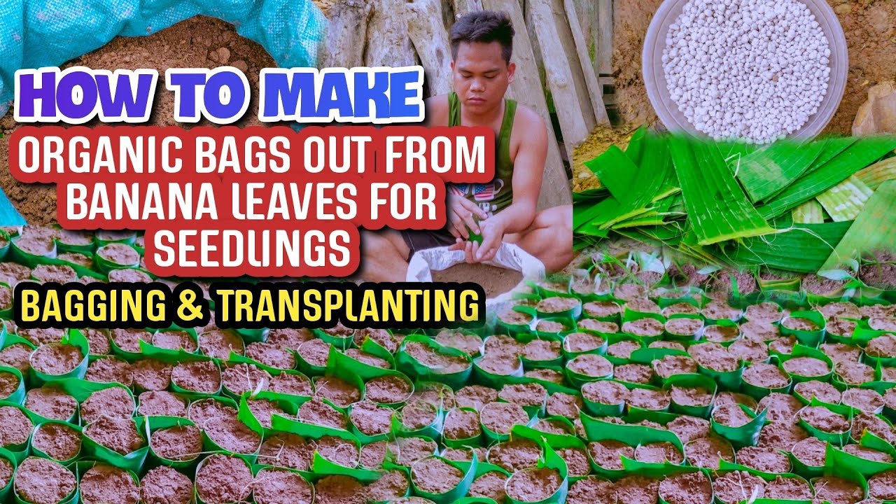 How To Make Organic Bags Out From Banana Leaves For Seedlings | Bagging & Transplanting