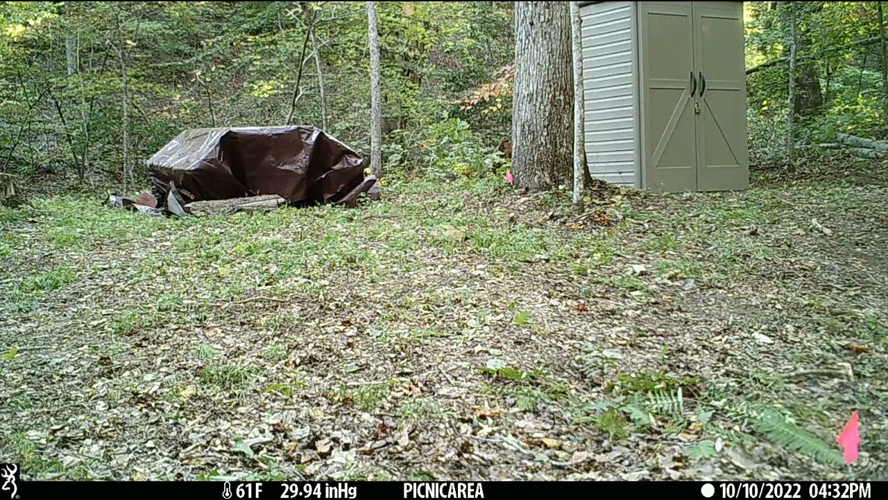 Grazing Deer