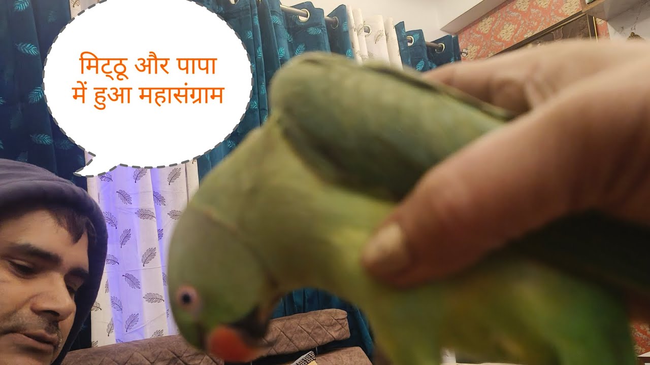 मिट्ठू और पापा में हुआ महासंग्रा😡🦜#like #video #subscribe #youtube#sorts 🥰