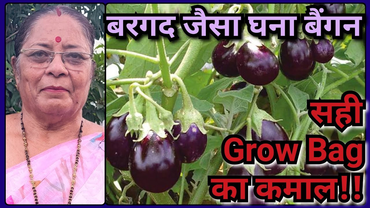बैंगन का प्लांट बरगद जैसा घना, फल-फूल से लदा होने का राज | सही मिट्टी और सही साइज का Grow Bag