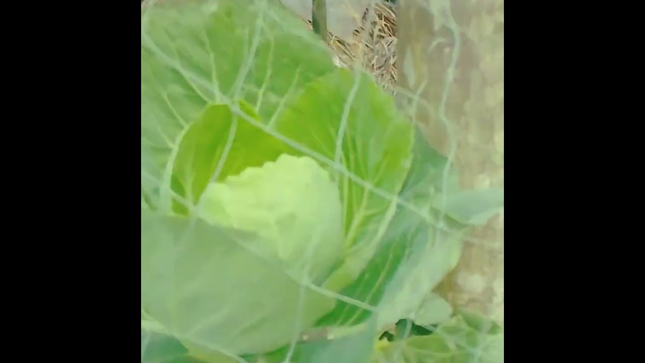   মাটি  ছাড়া  ঘরের পাশে সবজি বাগান #sabjibagan#bagan #homegardening #dailyvlog #facelessvlog #ytshor