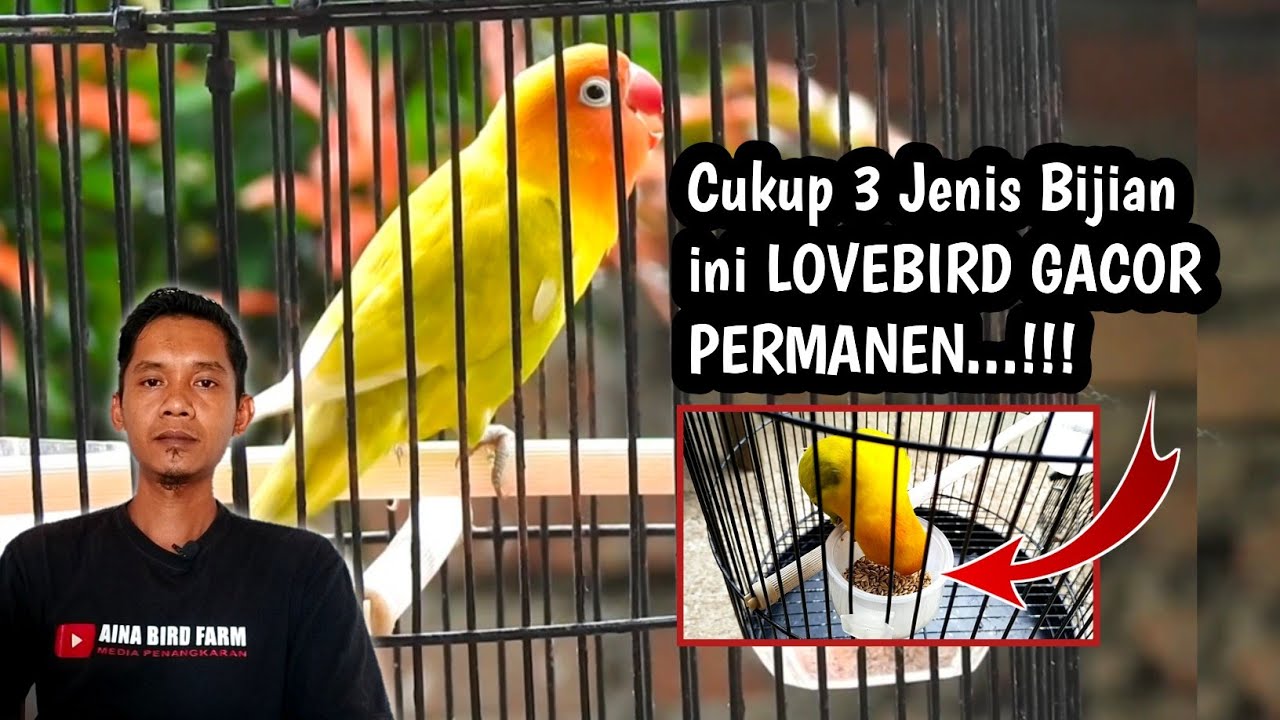 Rawatan Burung Lovebird Agar GACOR dan NGEKEK Panjang