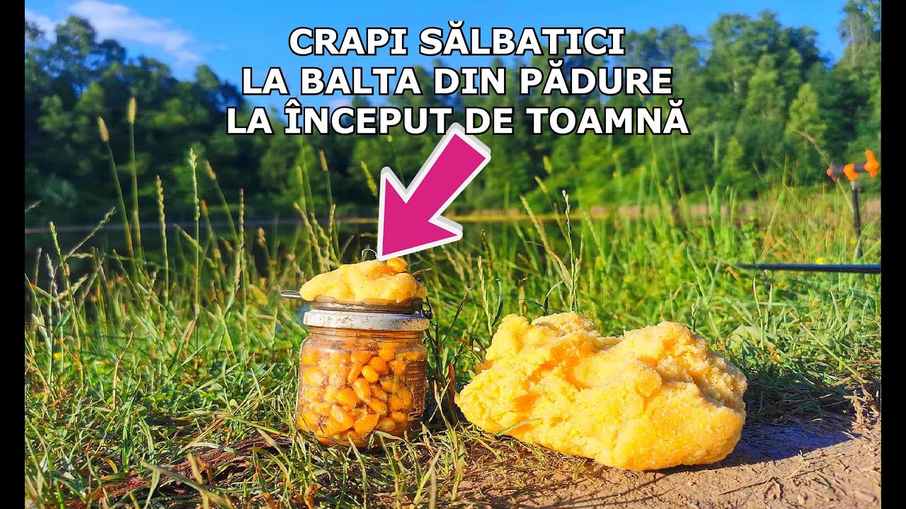 Pescuit CRAPI SALBATICI PE PLOAIE TOAMNA la Balta din Padure cu Mamaliga Si Porumb