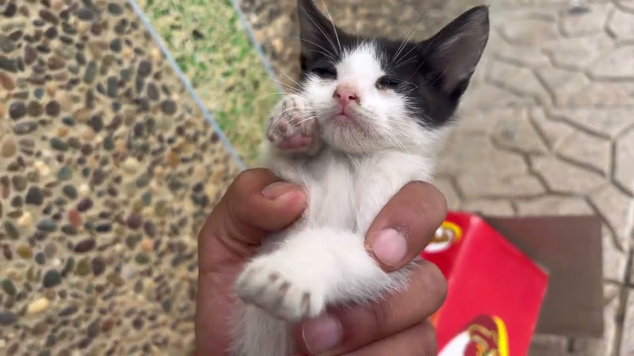 A mother cat protects her kitten from the street. She is so cute.