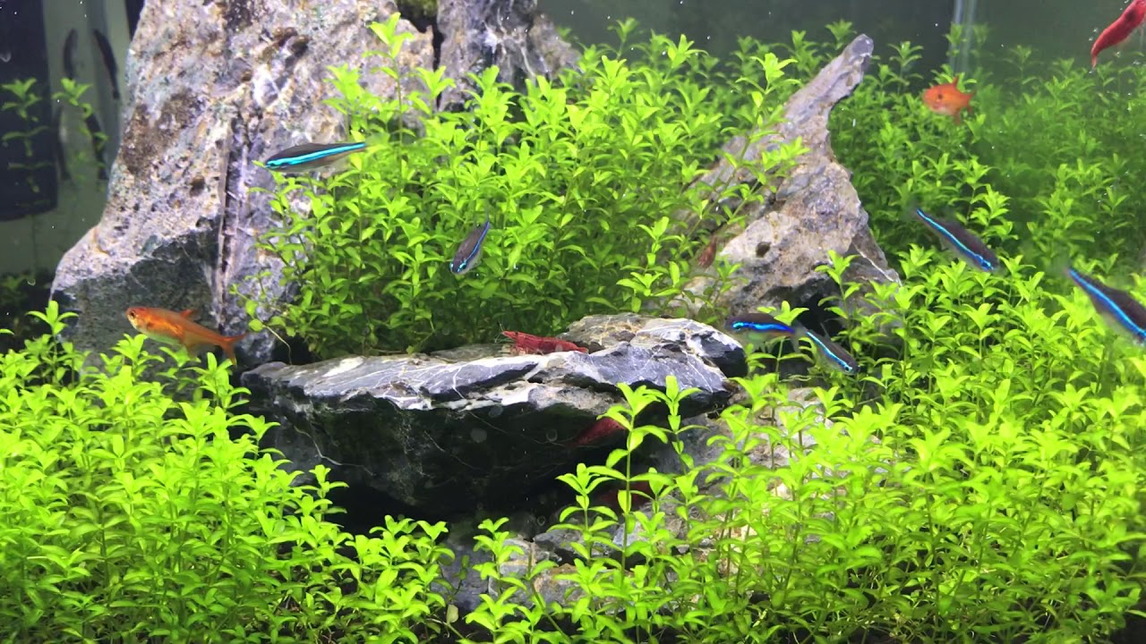 7gal Cubetank 30DAYS